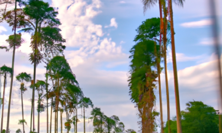 Questões essenciais da ZuluTrade respondidas